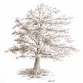 Black Oak